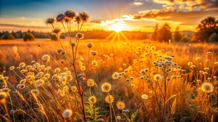 Wall Mural - Abstract warm landscape of dry wildflower and grass meadow on warm golden hour sunset or sunrise time. Tranquil autumn fall nature field background. Soft golden hour sunlight panoramic countryside