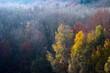 © yaqui_villegas - A late autumn mixed forest showing a range of trees in different colors, including bare trees and those with orange and yellow leaves, capturing the end of the season in Montseny in Spain