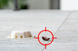 © SDF_QWE - Red gun target aiming on dead cockroach upside down on the floor. Pest control concept