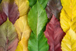 © Jasmina - A collection of colorful autumn leaves arranged in rows