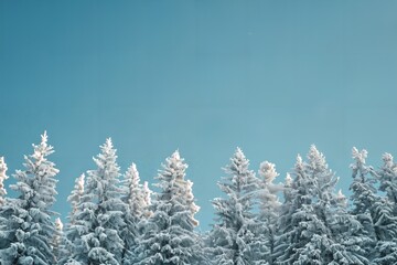 Wall Mural - a group of snow covered trees under a blue sky