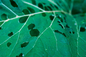 Wall Mural - A leaf with holes in it