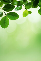 Wall Mural - Green leaves on a branch against a soft green background with bokeh lights. Concept of nature, freshness, and new growth.