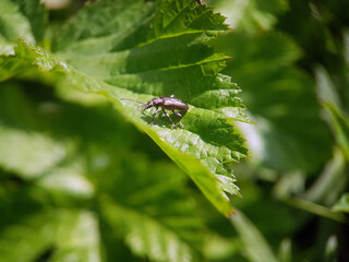 Poster - Beetle on flower leaf summer