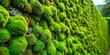 © NorthStar Creations - Vibrant Green Moss Wall A Close-up of Nature's Soft Texture, moss, nature, texture, green