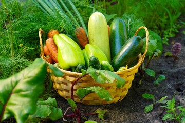 close-up of a wicker basket with a harvest of vegetables grown in the backyard against the background of a bed of green vegetables , the concept of own cultivation of environmentally friendly food