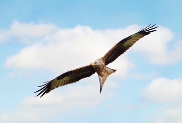 Wall Mural - portrait of a red kite in flight against blue sky