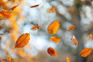 Autumn colorful background, fall backdrop