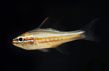 Wall Mural - Chequered cardinalfish
(Ostorhinchus margaritophorus) in black background