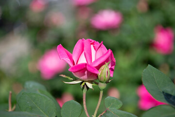 Wall Mural - Summer blooming flower. Soft flower petal. Nature in spring. Flower of rose. Rose garden in summer. Rose bush. Beautiful fresh rose in nature. Pink roses bush in garden. Blooming flower in summertime