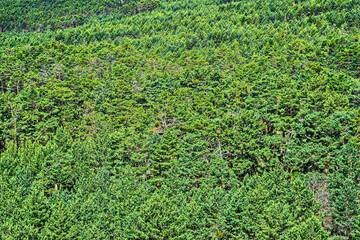 background of green pine trees in summer