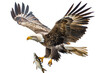 © ObitoStocks - Impressive eagle with fish in talons on a clear white background
