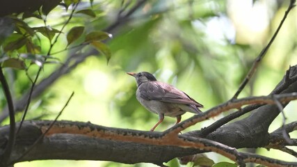 Wall Mural - white cheeked starling in a forest