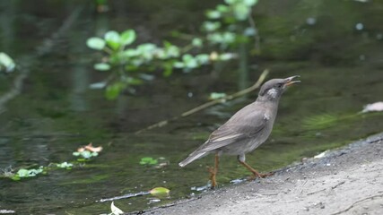 Wall Mural - white cheeked starling in a forest