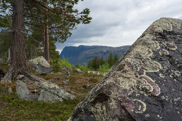 Wall Mural - Lichen on stone in pine forest