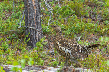 Black grouse (Lyrurus tetrix) female