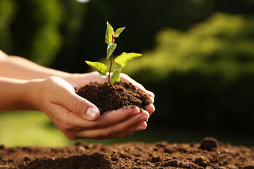 Wall Mural - Woman holding seedling with soil outdoors, closeup. Space for text