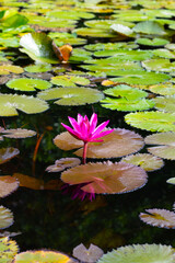 Canvas Print - Beautiful pink waterlily or lotus flower with green leaves