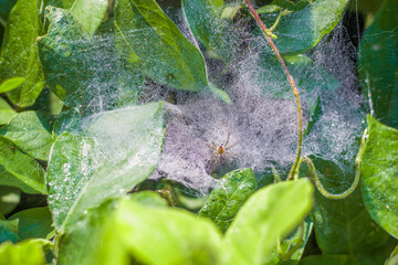 Small spider on wet web among fresh leaves