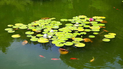 High angle and summer view of fancy carps swimming under water surface besides water lily with white and pink flowers, South Korea
