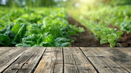 Canvas Print - Wooden table top with blurred green leaf vegetable field background ideal for product display or design layout with empty space