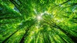 © Sujid - Lush forest canopy with vibrant green leaves and sunlight filtering through, forest, canopy, green leaves, sunlight, rays