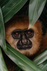 Wall Mural - close-up of a primate's face in the foliage