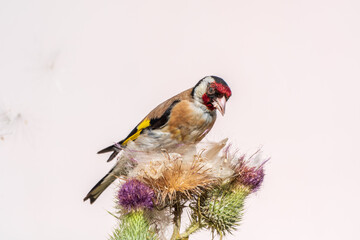 Wall Mural - European goldfinch, feeding on the seeds of thistles. Carduelis carduelis.