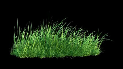 Wall Mural - grass wind noise loop on alpha channel. element footage place on footage or background and easier to