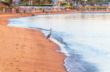 Wall Mural - Gray heron fishing on the beach of the Red Sea. Naama Bay beach, Sharm El Sheikh, Egypt