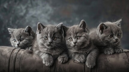 Wall Mural - British Shorthair Kittens