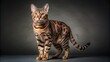 © DigitalArt Max - Wide shot of a California Spangled cat standing, studio portrait.