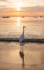 Canvas Print - Great egret (Ardea alba), a medium-sized white heron fishing on the sea beach