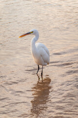 Wall Mural - Great egret (Ardea alba), a medium-sized white heron fishing on the sea beach