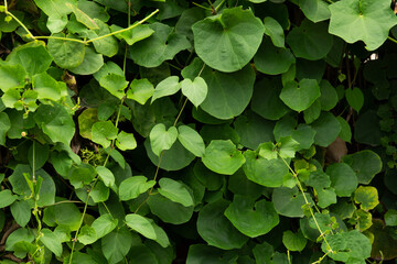 Wall Mural - A lush green plant with leaves that are green and leafy. The plant is growing on a wall