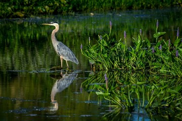 Wall Mural - great blue heron standing in a pond with green foliage and purple flowers reflecting in the water