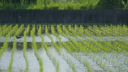 Wall Mural - Rice paddies, rice cultivation, 4K