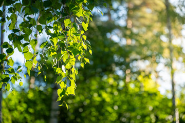 Wall Mural - green birch leaves branches. bokeh background. Nature spring background.