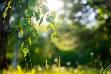 Wall Mural - green birch leaves branches. bokeh background. Nature spring background.