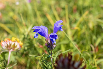 Sticker - Beautiful wild Northern dragonhead flowering on a summer meadow