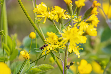 Poster - Bee sitting on a yellow flower in a meadow