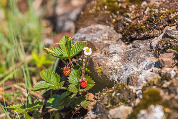 Canvas Print - Wild strawberry with red fruits