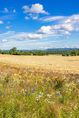 Poster - Blooming wildflowers at the edge of a cornfield