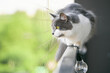 © AlexGo - Gray cat balances on window sill next to safety net Cute kitty looks outside