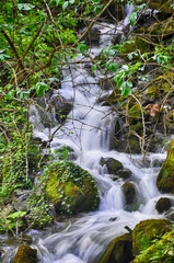 Wall Mural - Water stream flowing into the forest in Yedi Goller (Seven Lakes) National Park, Bolu, Turkey