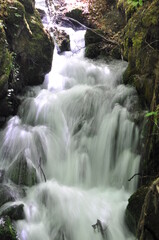 Wall Mural - Water stream flowing into the forest in Yedi Goller (Seven Lakes) National Park, Bolu, Turkey