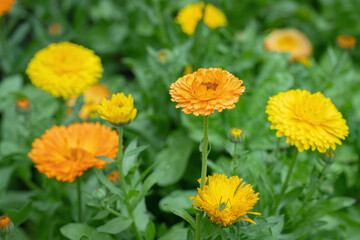 Wall Mural - group of colorful pot marigold flowers (calendula officinalis).
