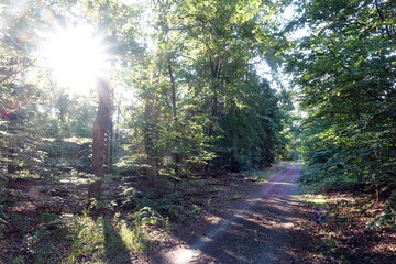 Wall Mural - Waldweg mit Sonne