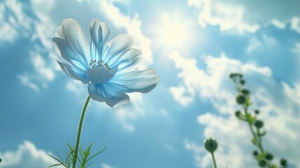 Wall Mural - A lovely nemophila flower with see through petals in the sky