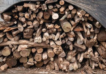 Wall Mural - a pile of small, dry logs to use as firewood